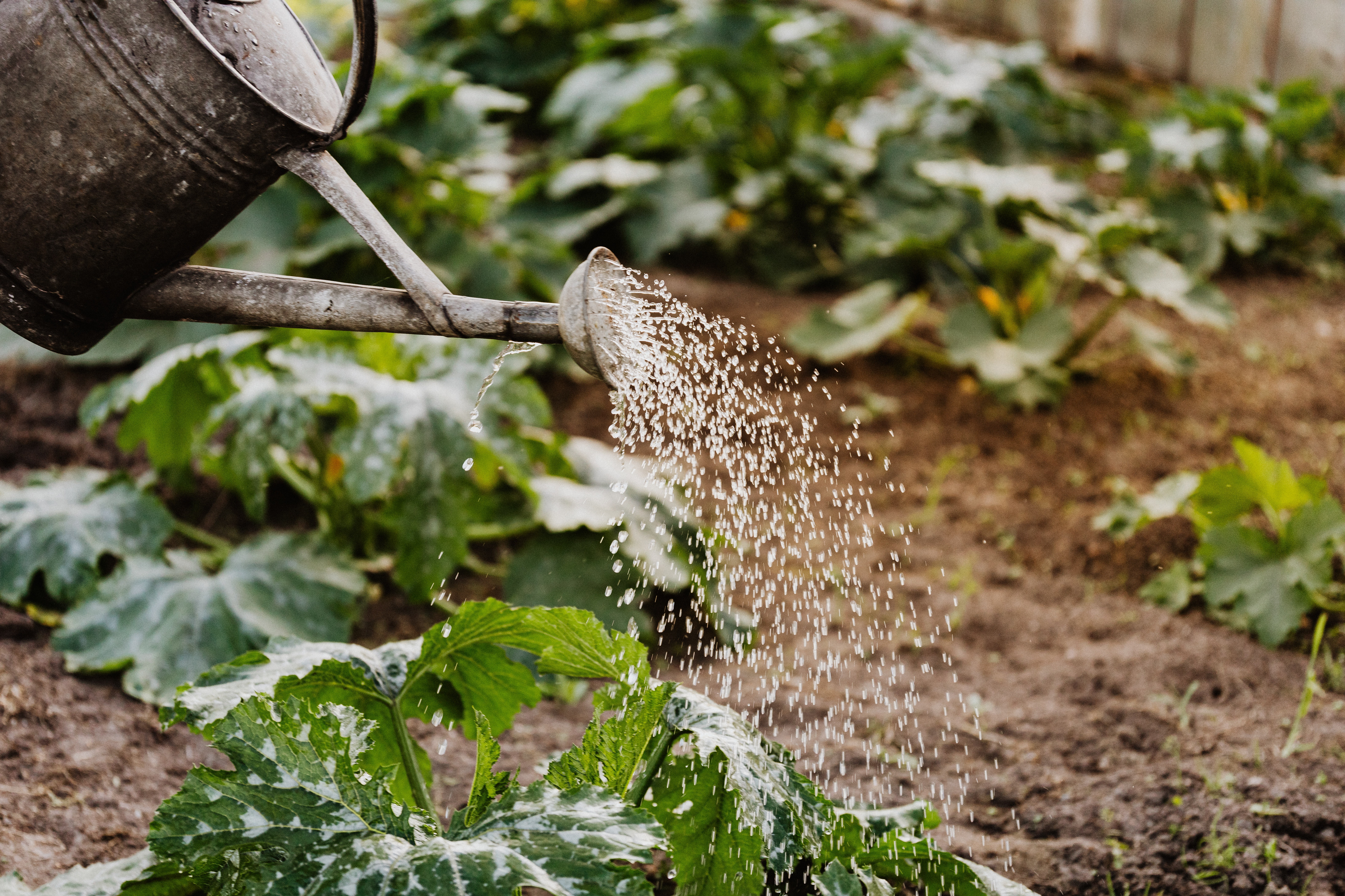 Watering can spraying water onto a garden