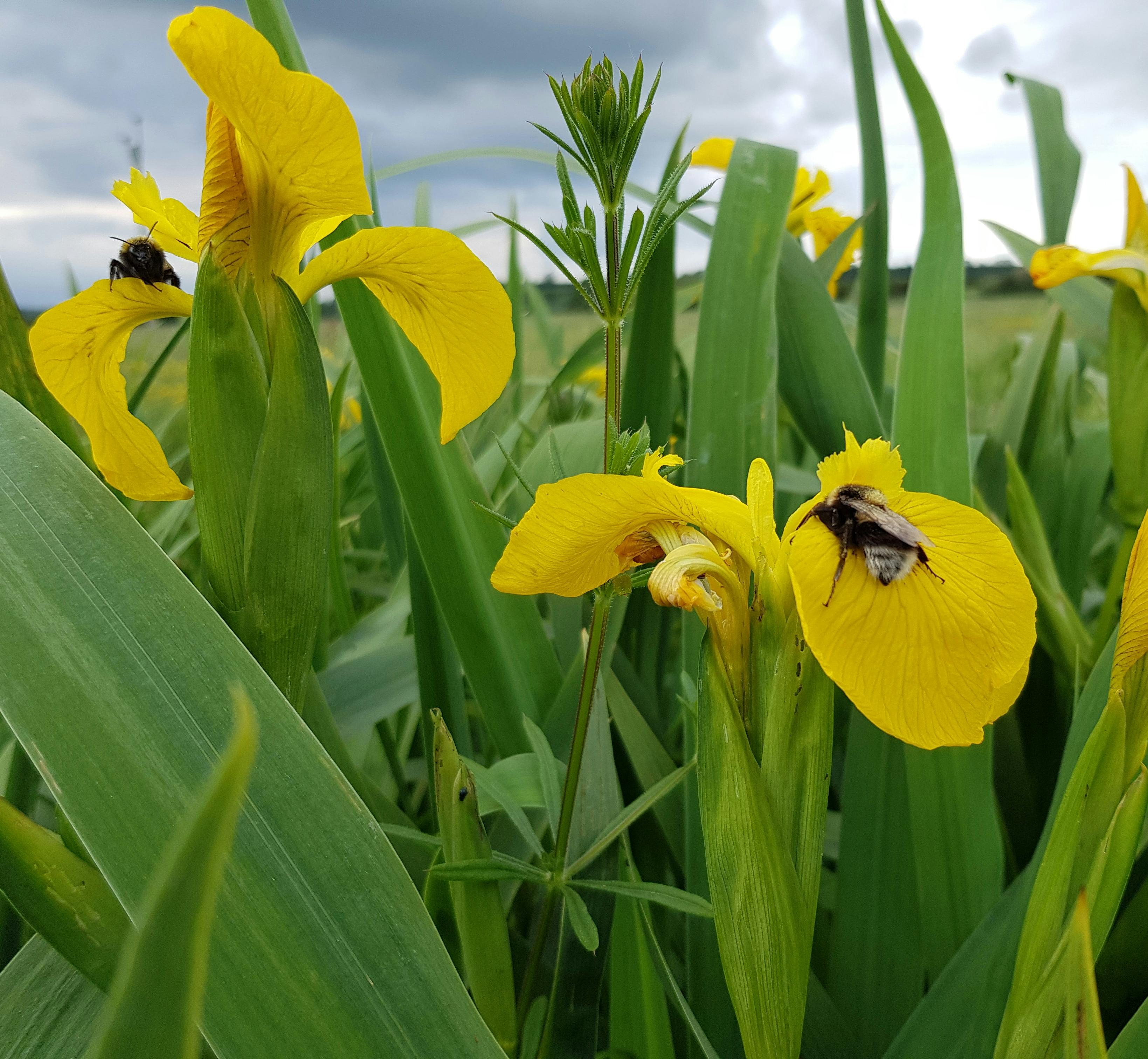 Bumble bees on yellow Iris flowers