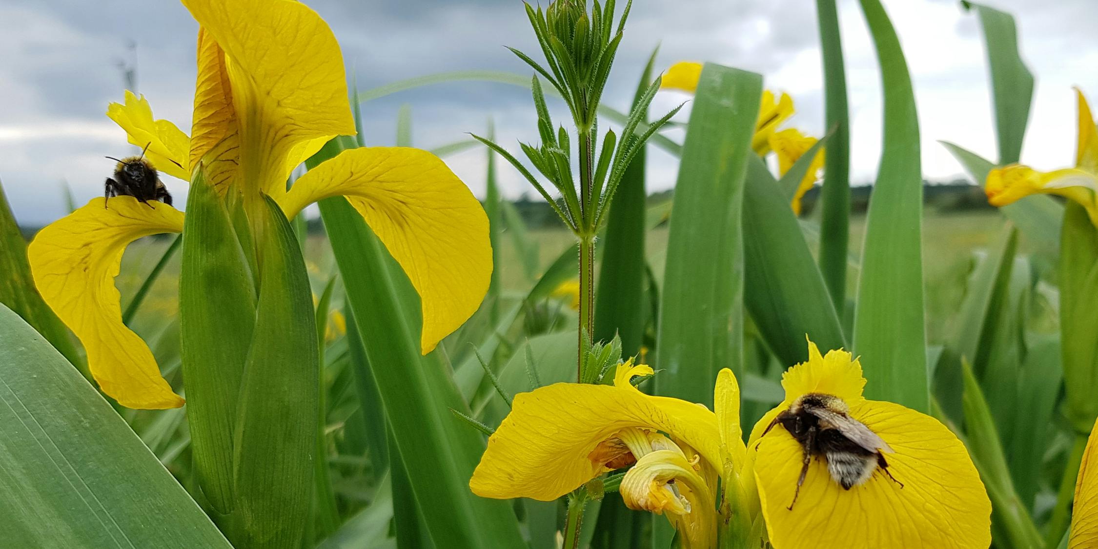 Bumble bees on yellow Iris flowers