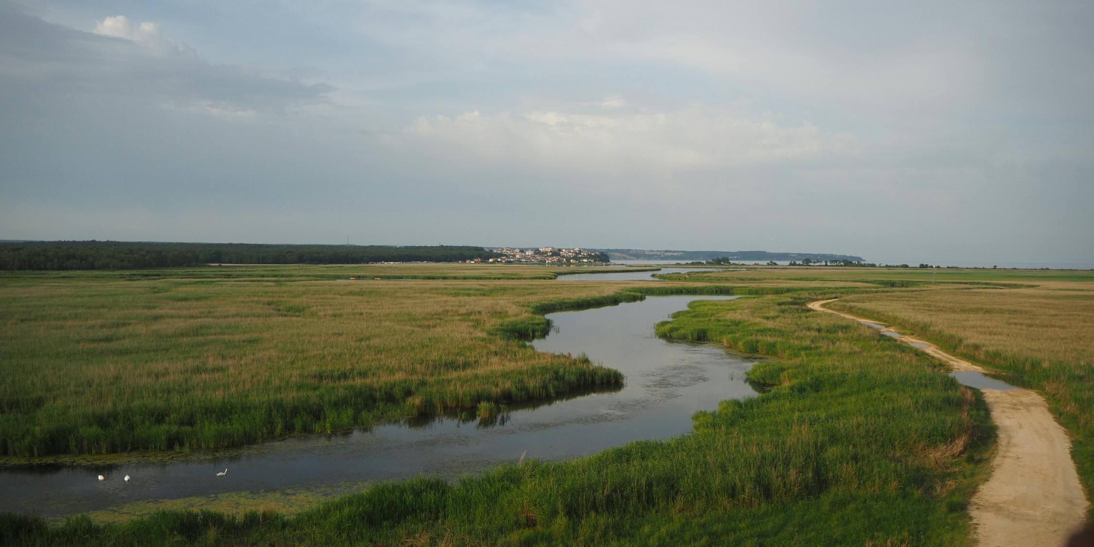 A wetland with a river running through it