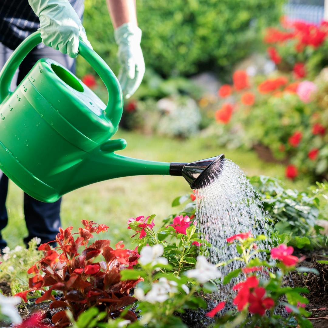 Someone using a green watering can to water some red flowers