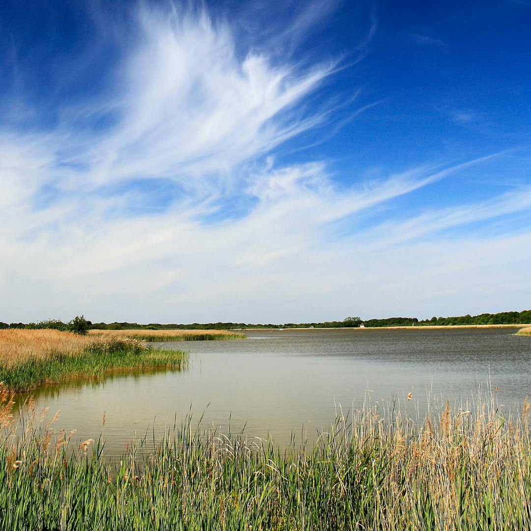 A water source amongst a wetland