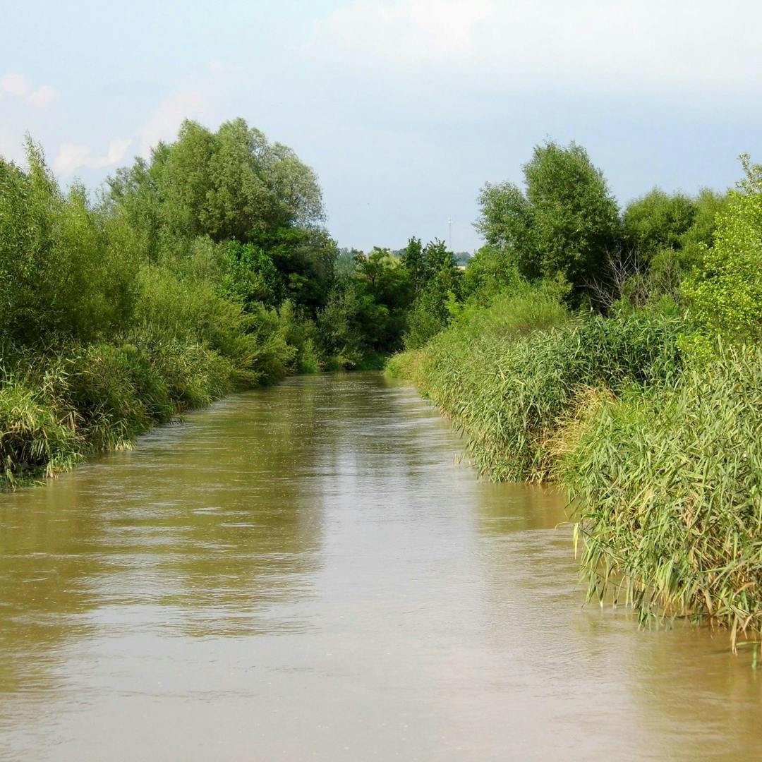 A watercourse amongst reeds