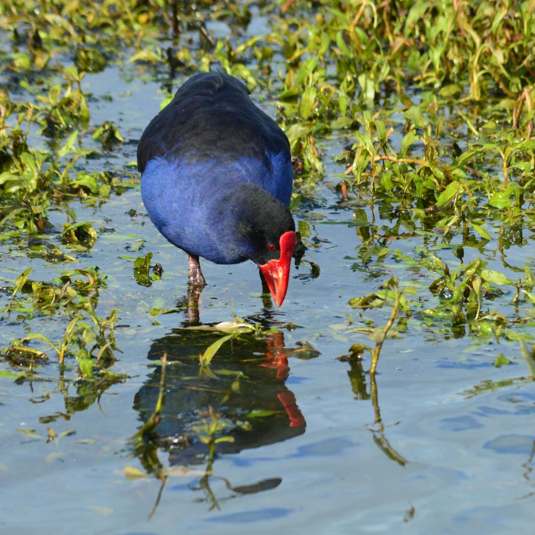 A purple swamphen looking like its about to pick something out of the water