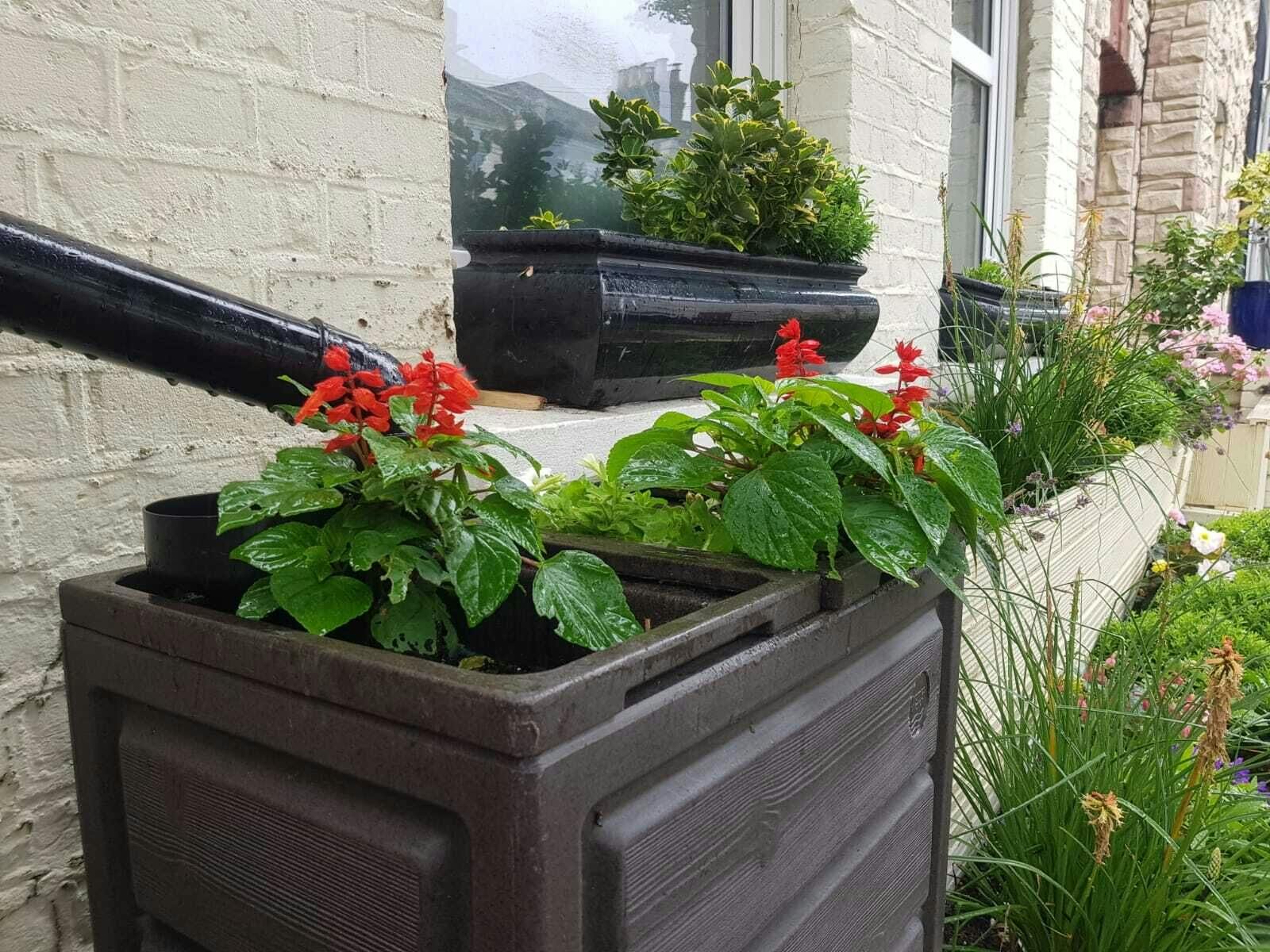 A rainwater planter with lovely red and green flowers in them