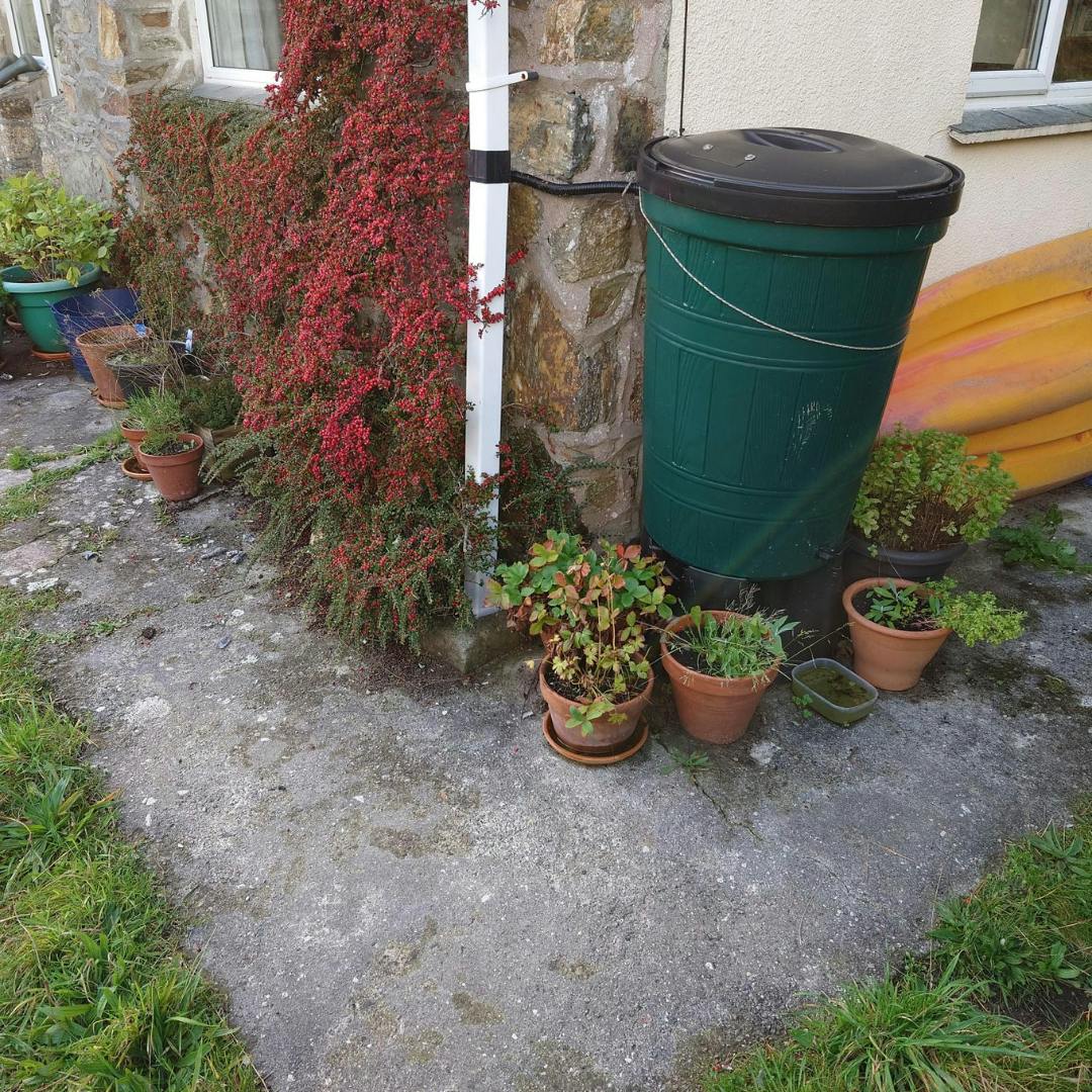 A green rain barrel/butt attached to a downpipe