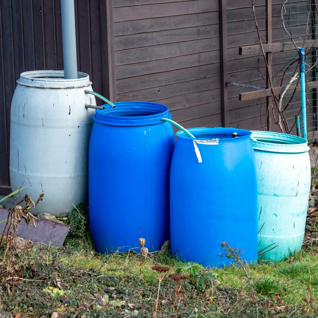 4 open top barrels that look old and have been repurposed to form a chain of a rainwater capture system