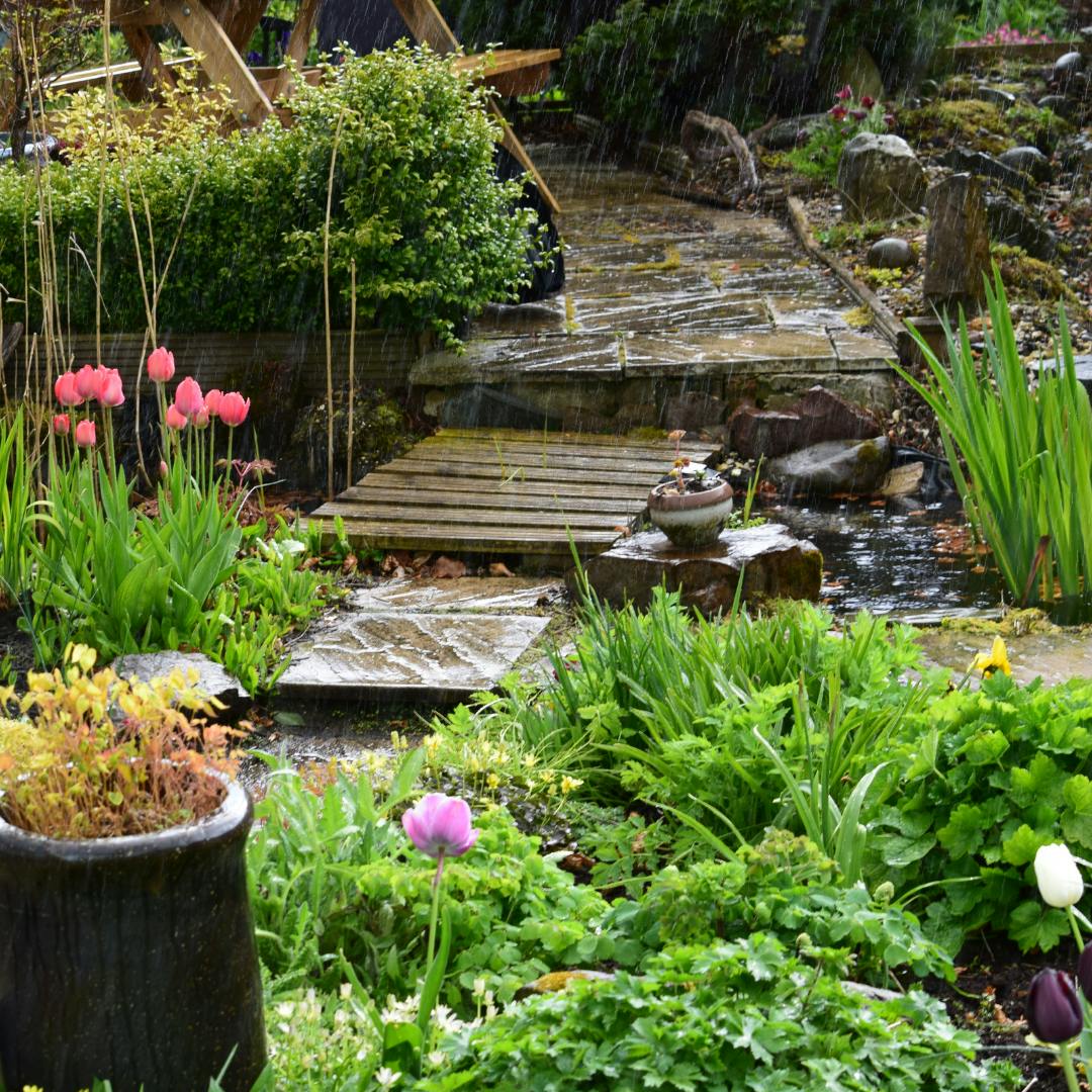 A path through a garden with lots of low climbing greenery