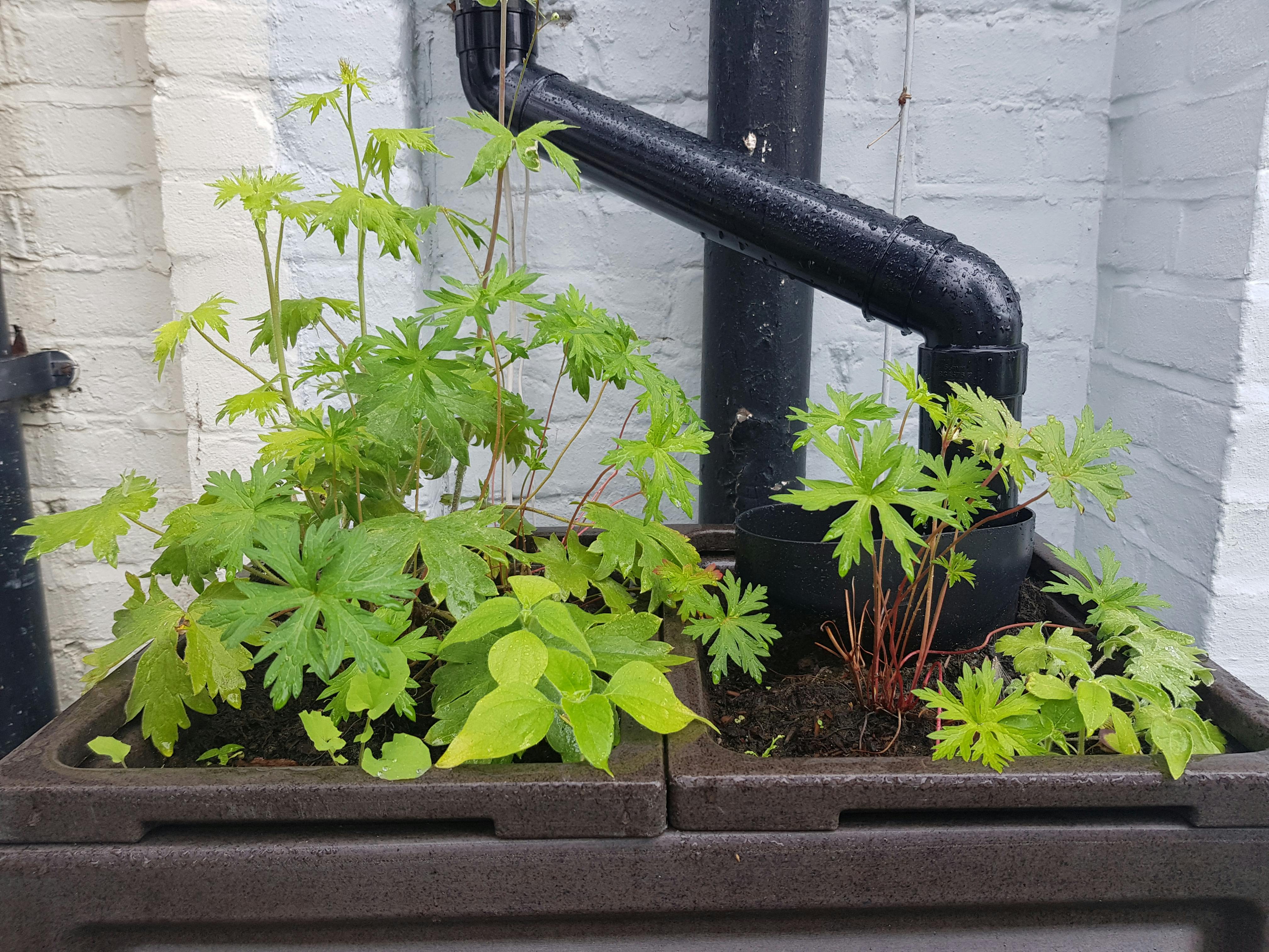 the top of a rainwater planter focusing on the flowers