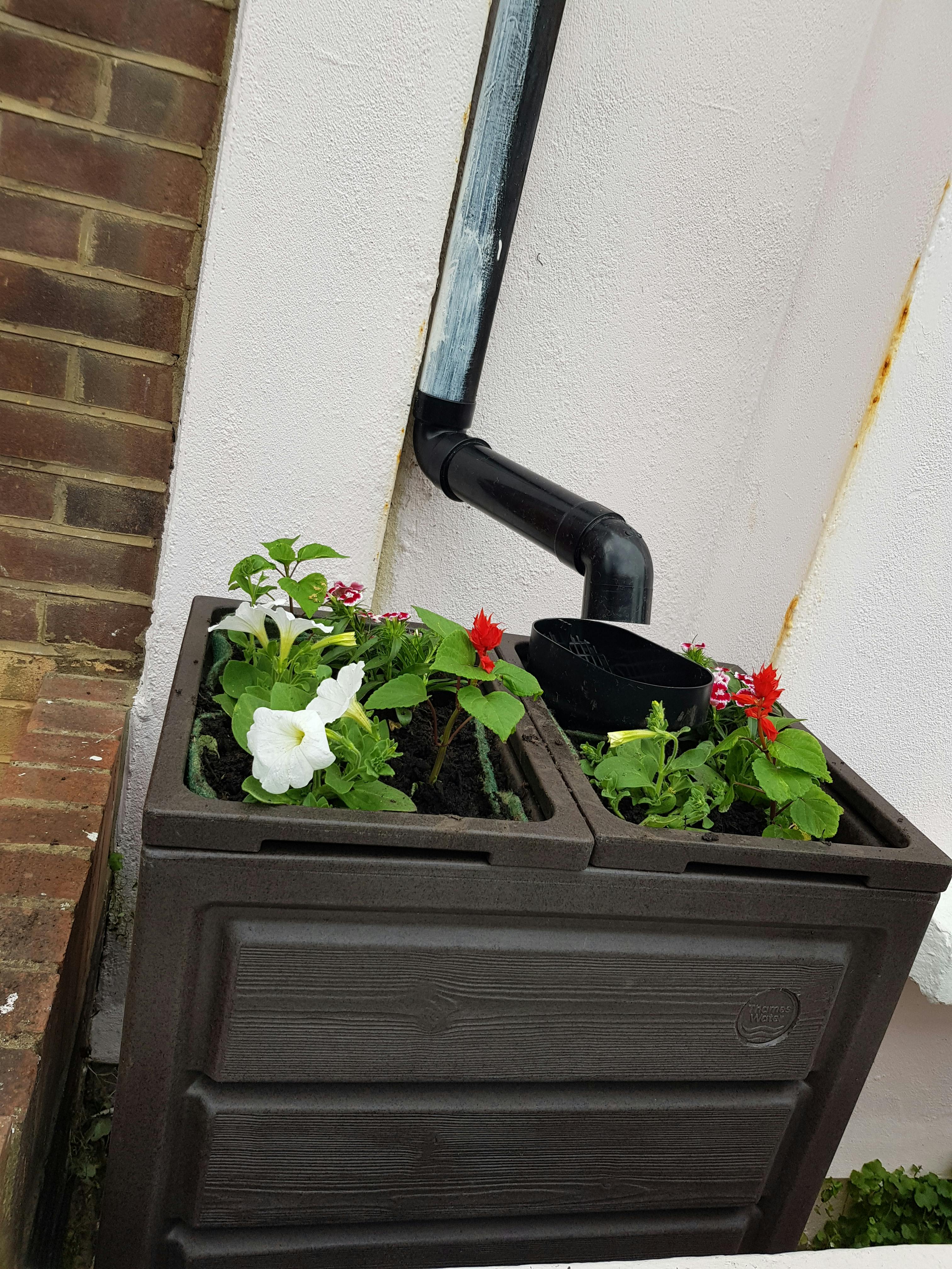 the top of a rainwater planter focusing on the flowers