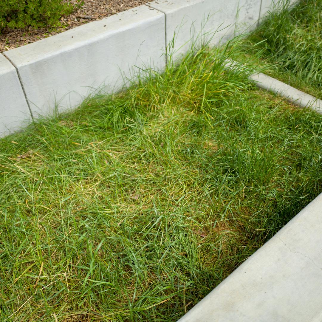 A Swale with grass