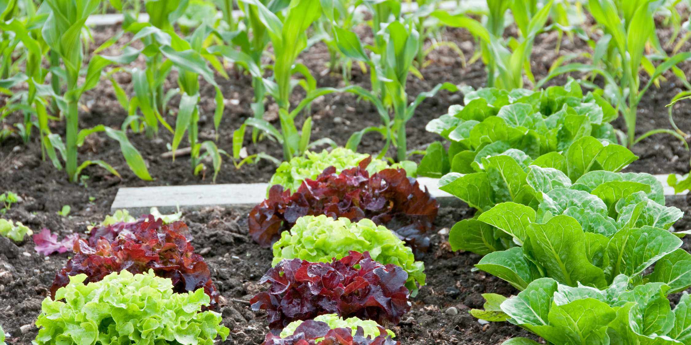 Allotment patch with red and green vegetables growing