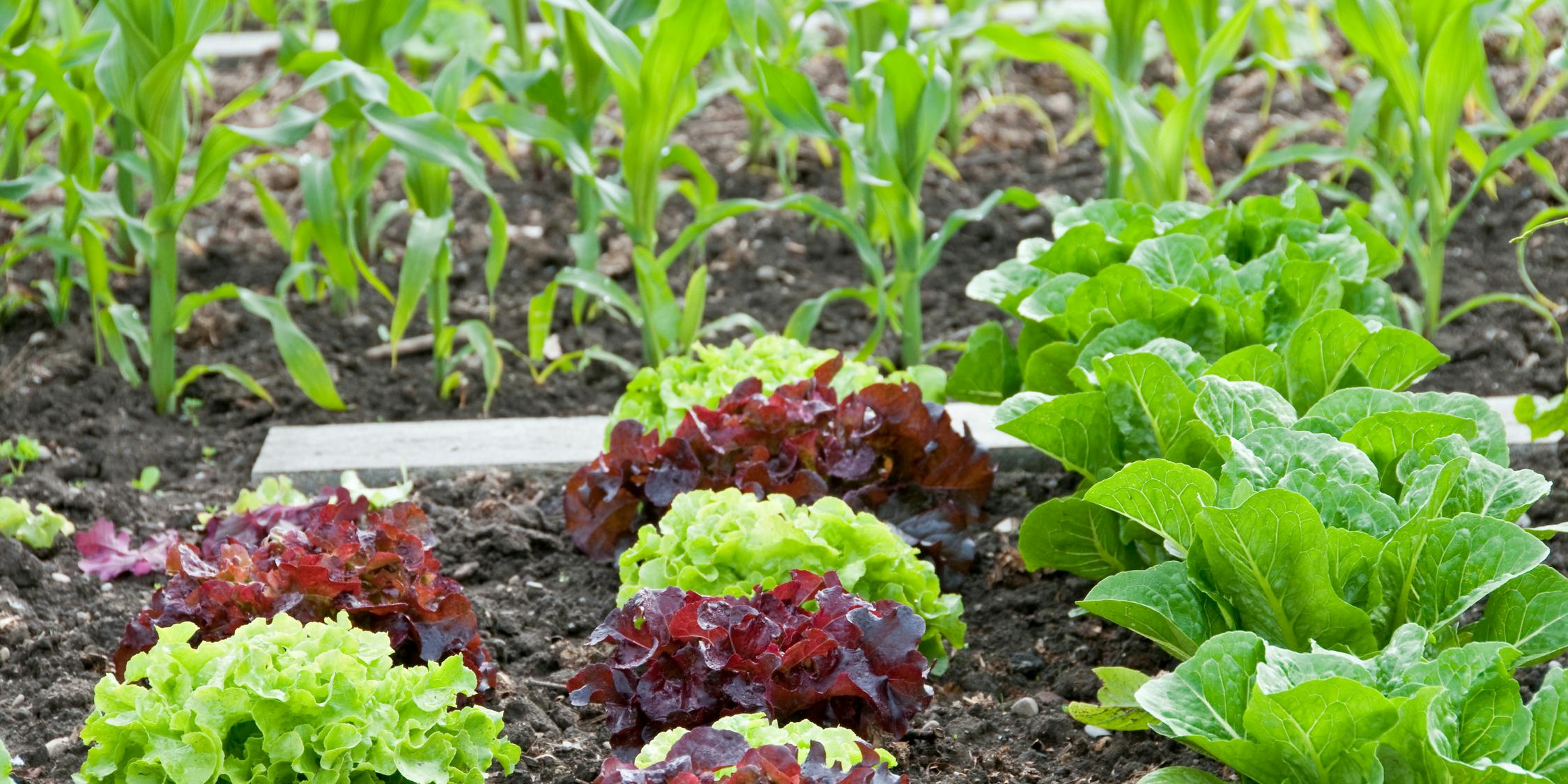 Allotment patch with red and green vegetables growing