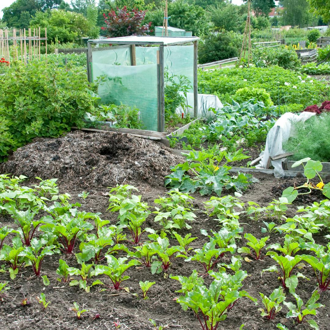 Allotment patch with sheets protecting some patches