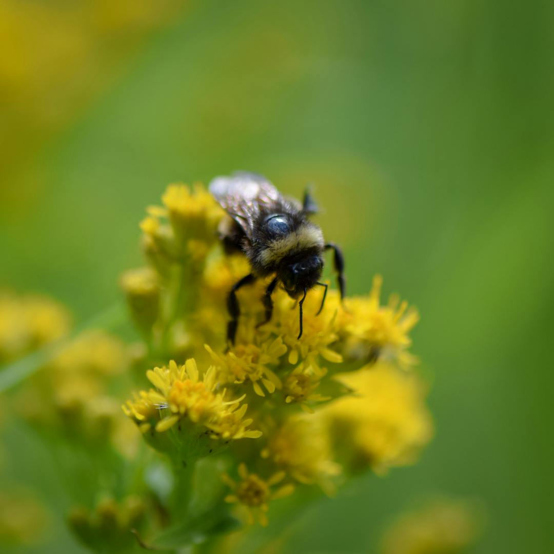 A bee pollinating a yellow flower