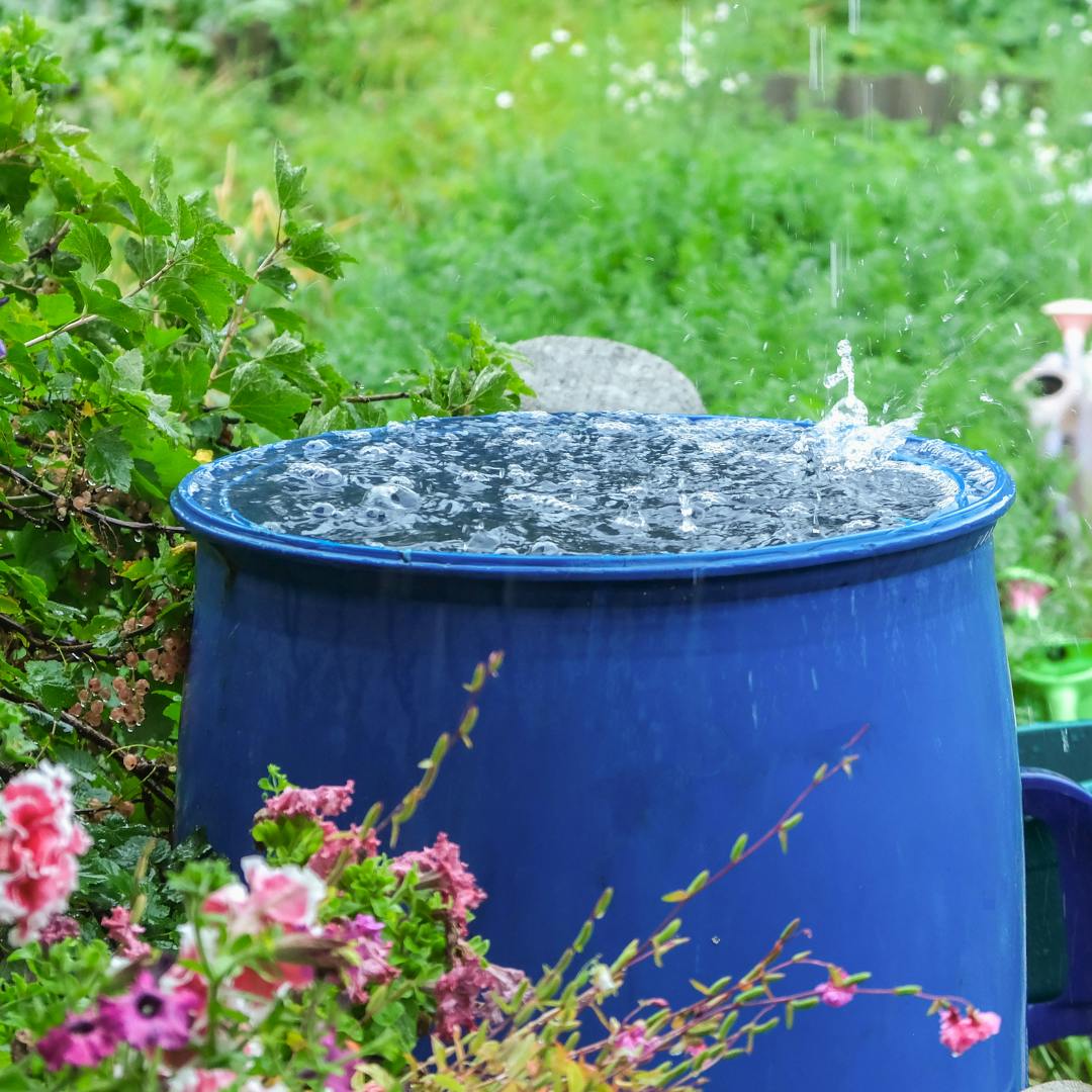 Water butt in flowery garden with rain collecting and splashing on the lid