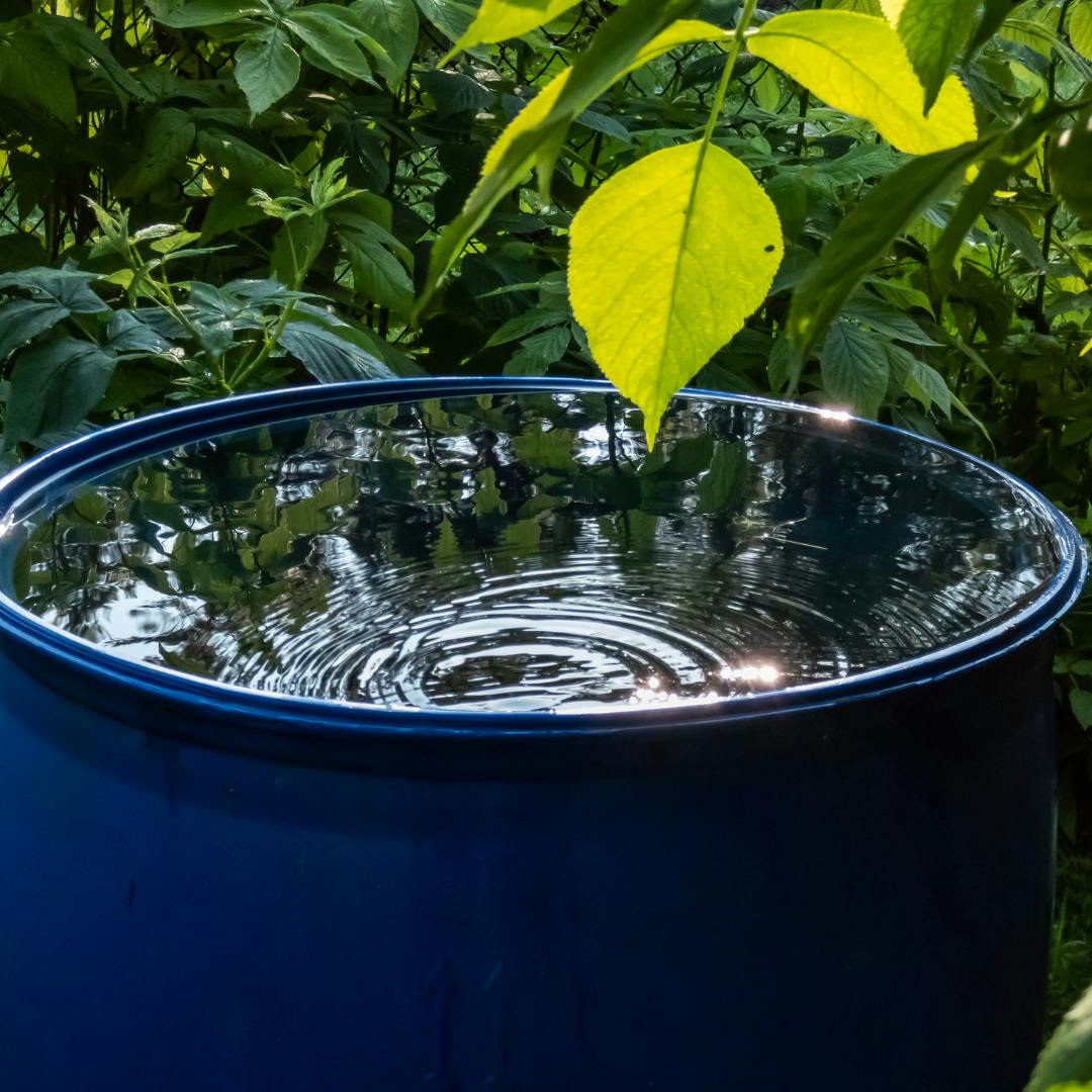 A water butt with water right up to the brim and a green leaf almost touching the water