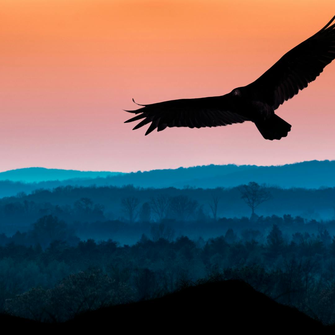 Silhouetted bird of pray flying at dusk