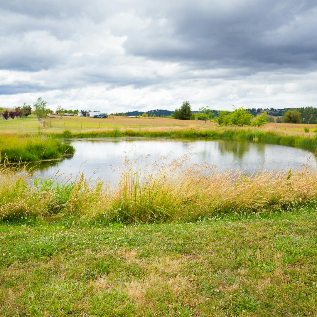 A large pond in the centre of a grassy field