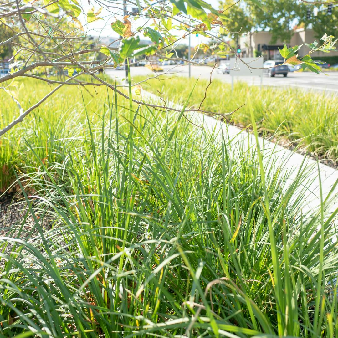 Grass alongside a pavement 