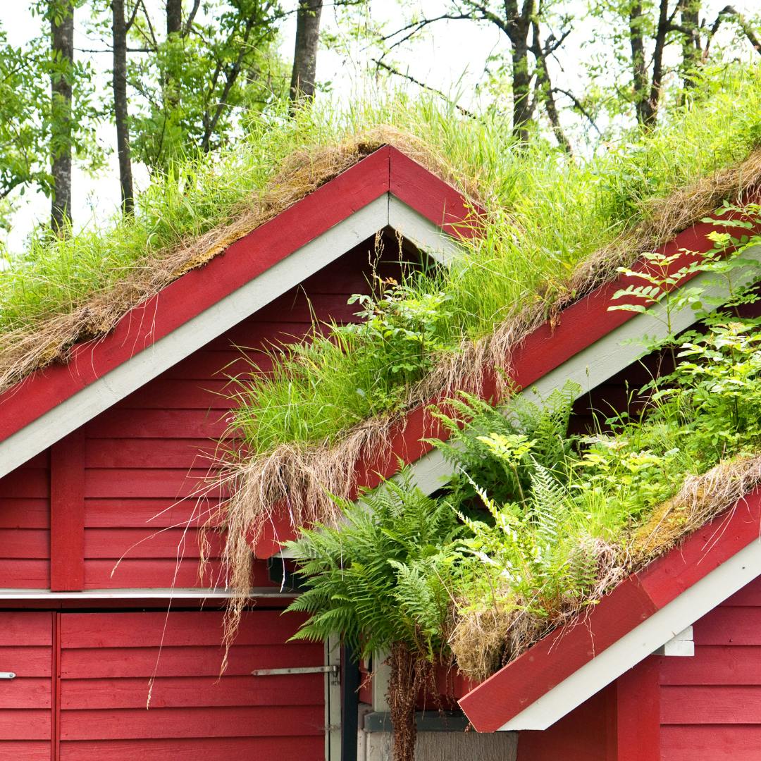 Red houses with grassy sloping roofs