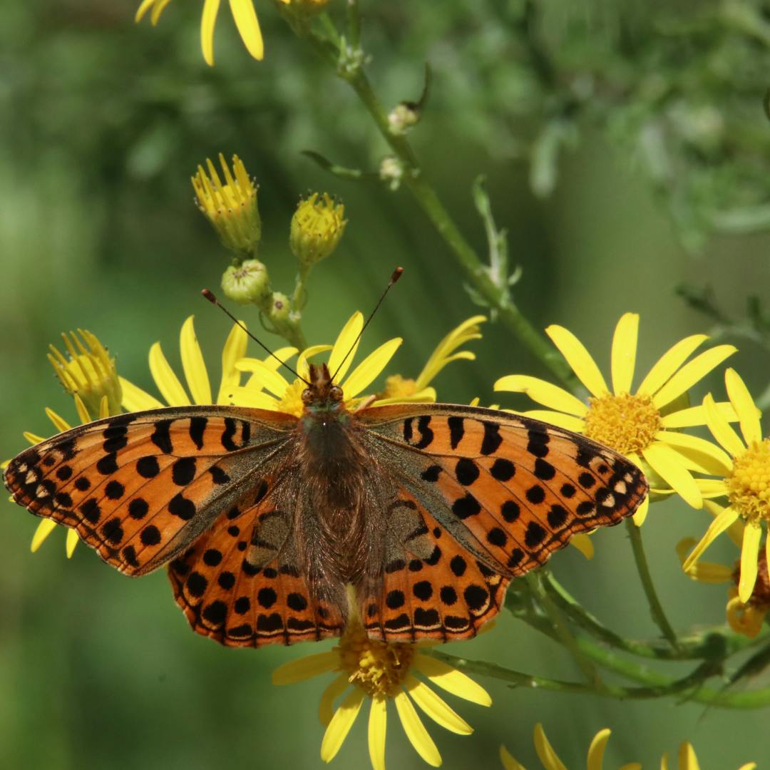 A butterfly on a yellow flower