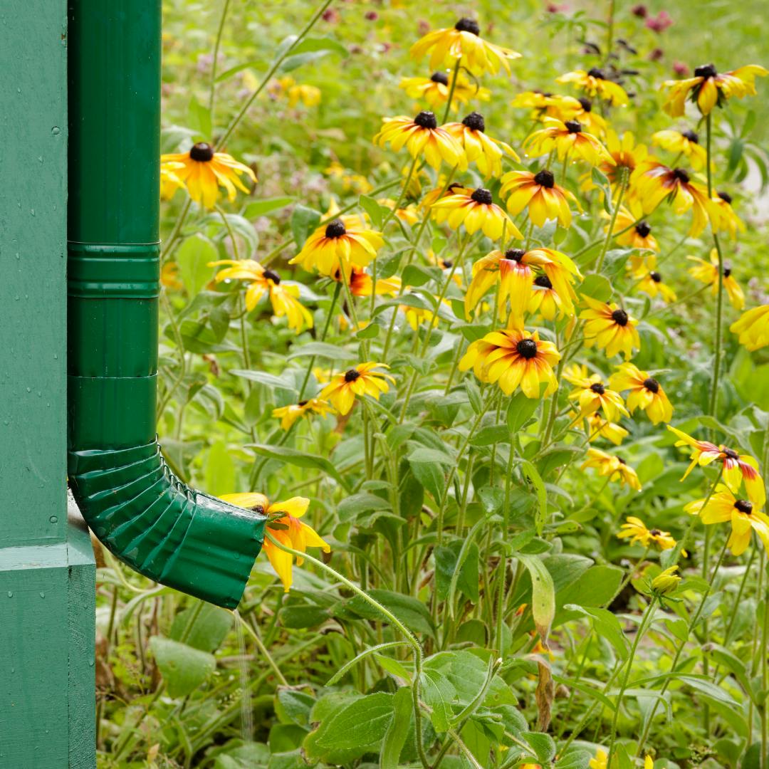 A green downpipe opening out on the bottom straight onto grass and wildflowers