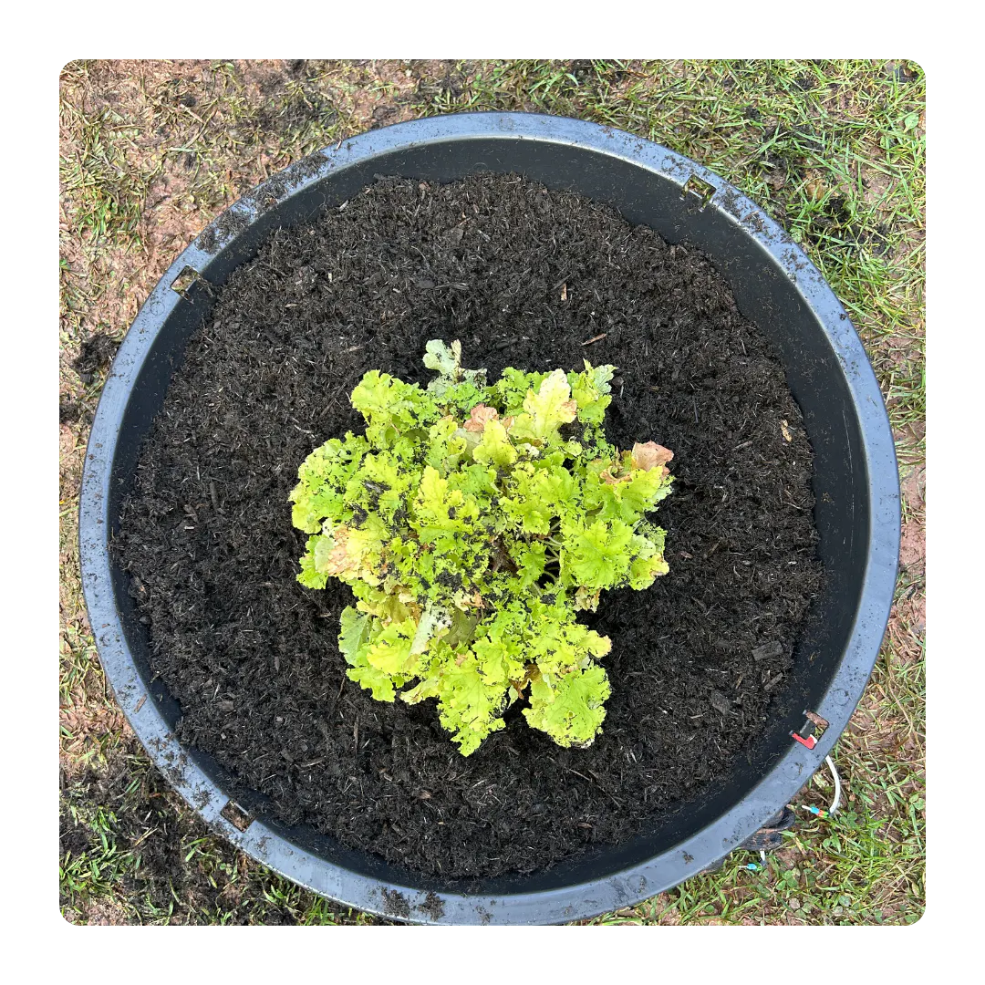 A top down shot of a plant in a rainwater planter