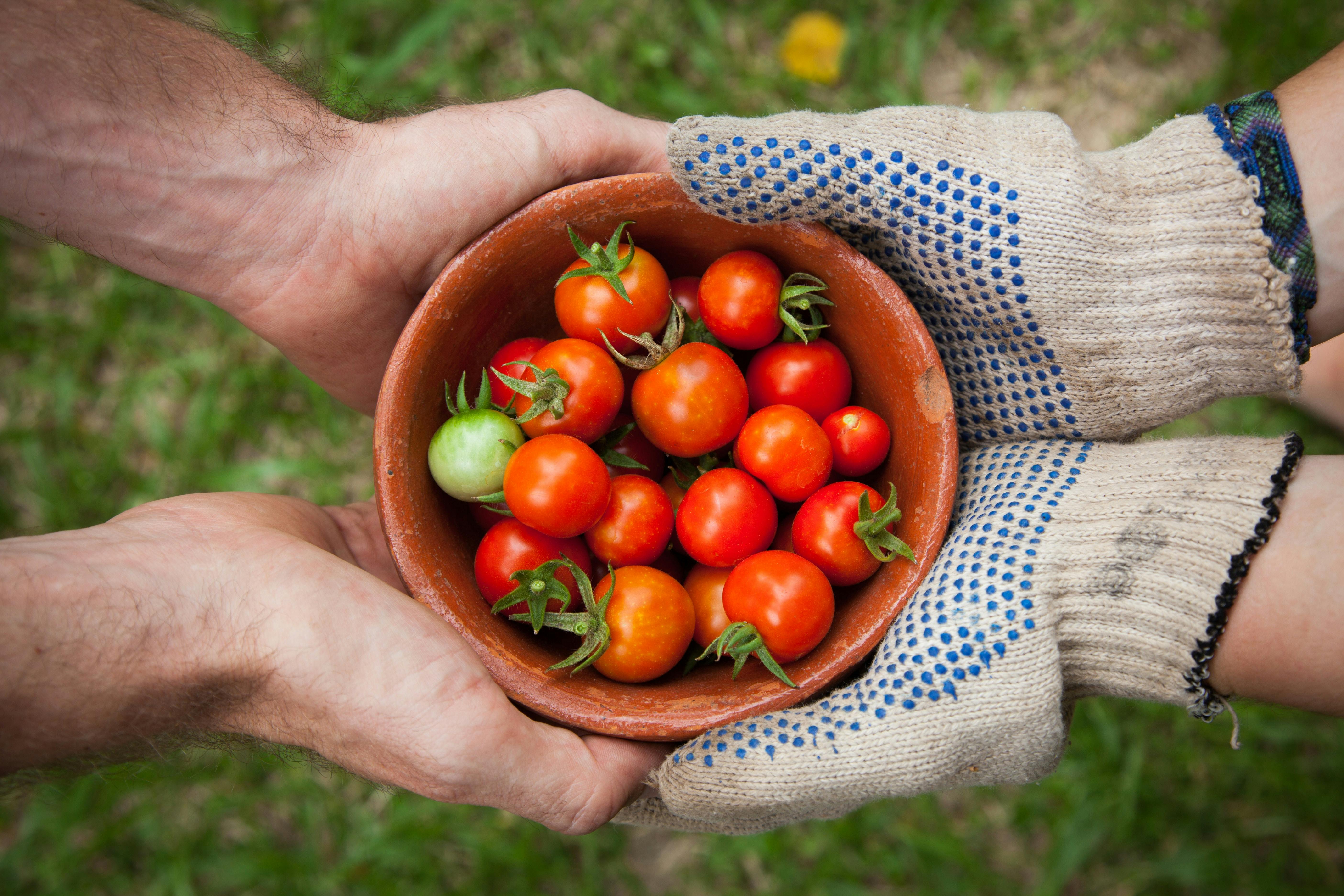 A bowl of tomatoes held by two people 