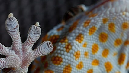 Carbon nanotube gecko adhesives