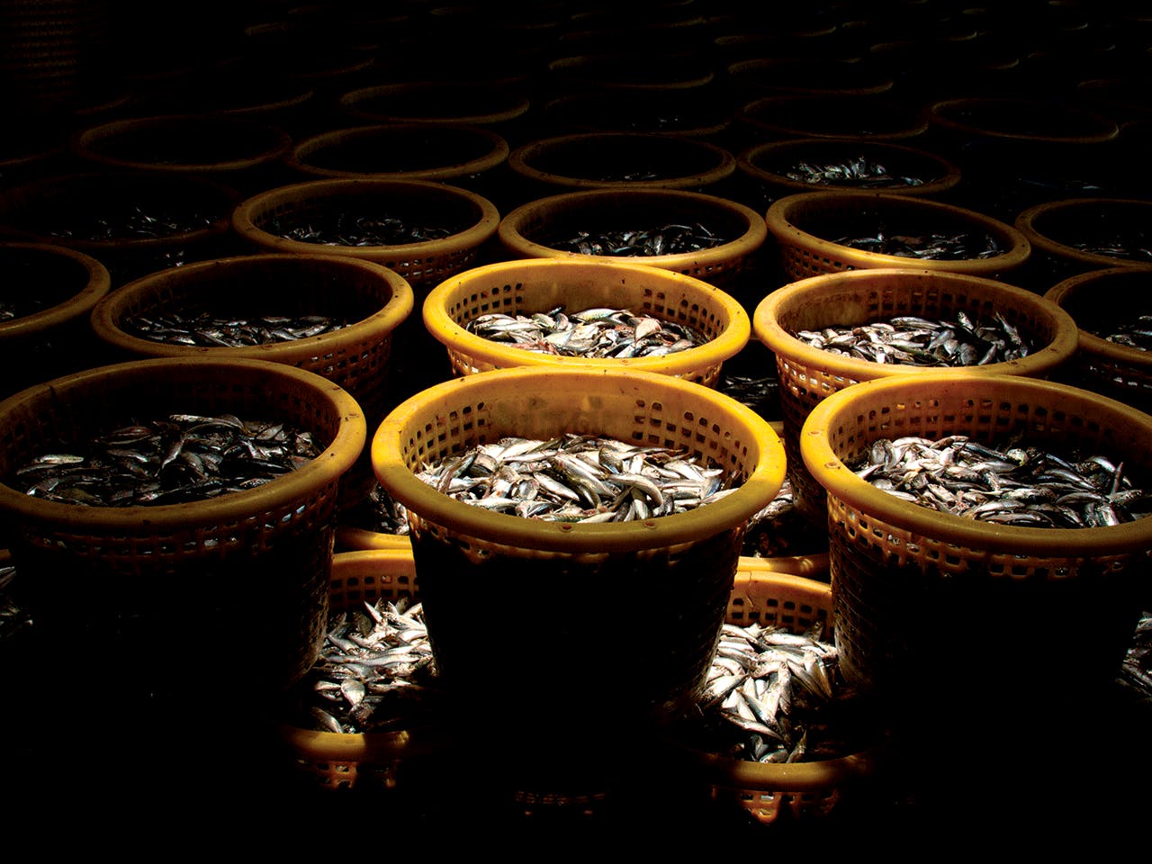 FISH IN BARRELS