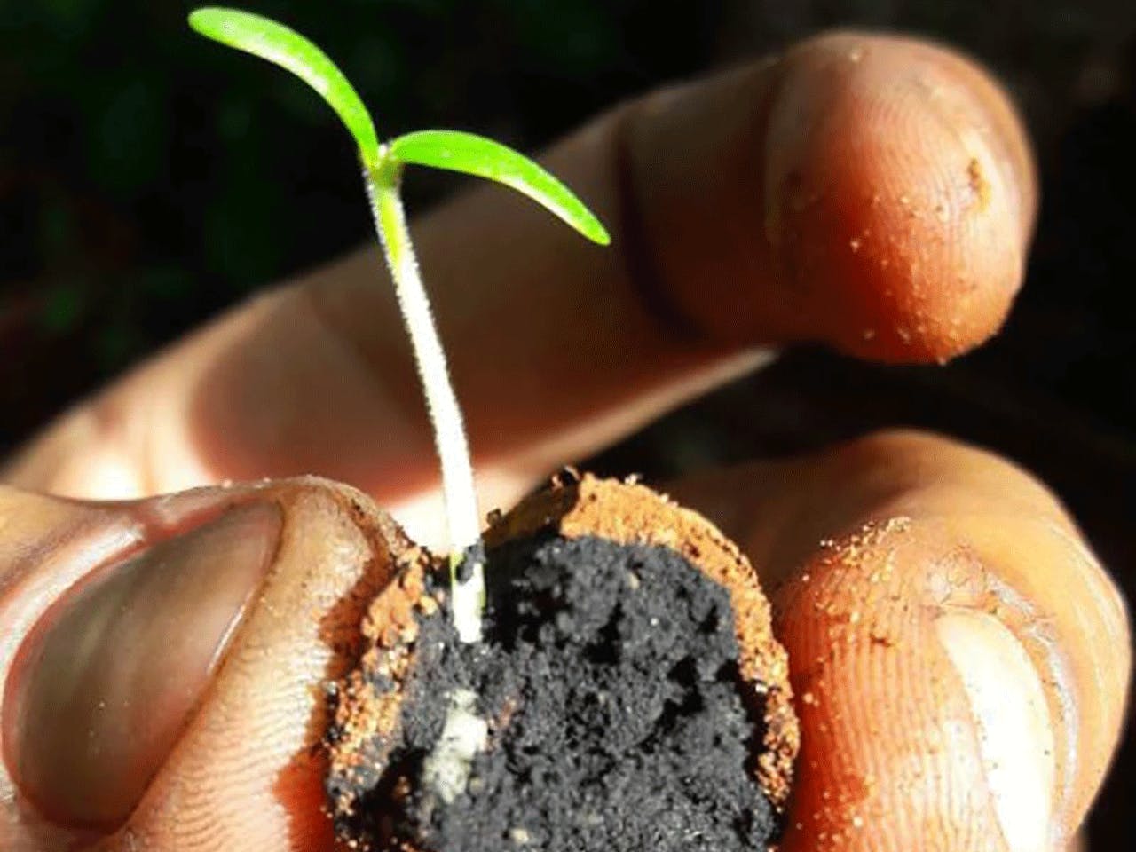 Reforesting Kenya From the Sky with Seedballs