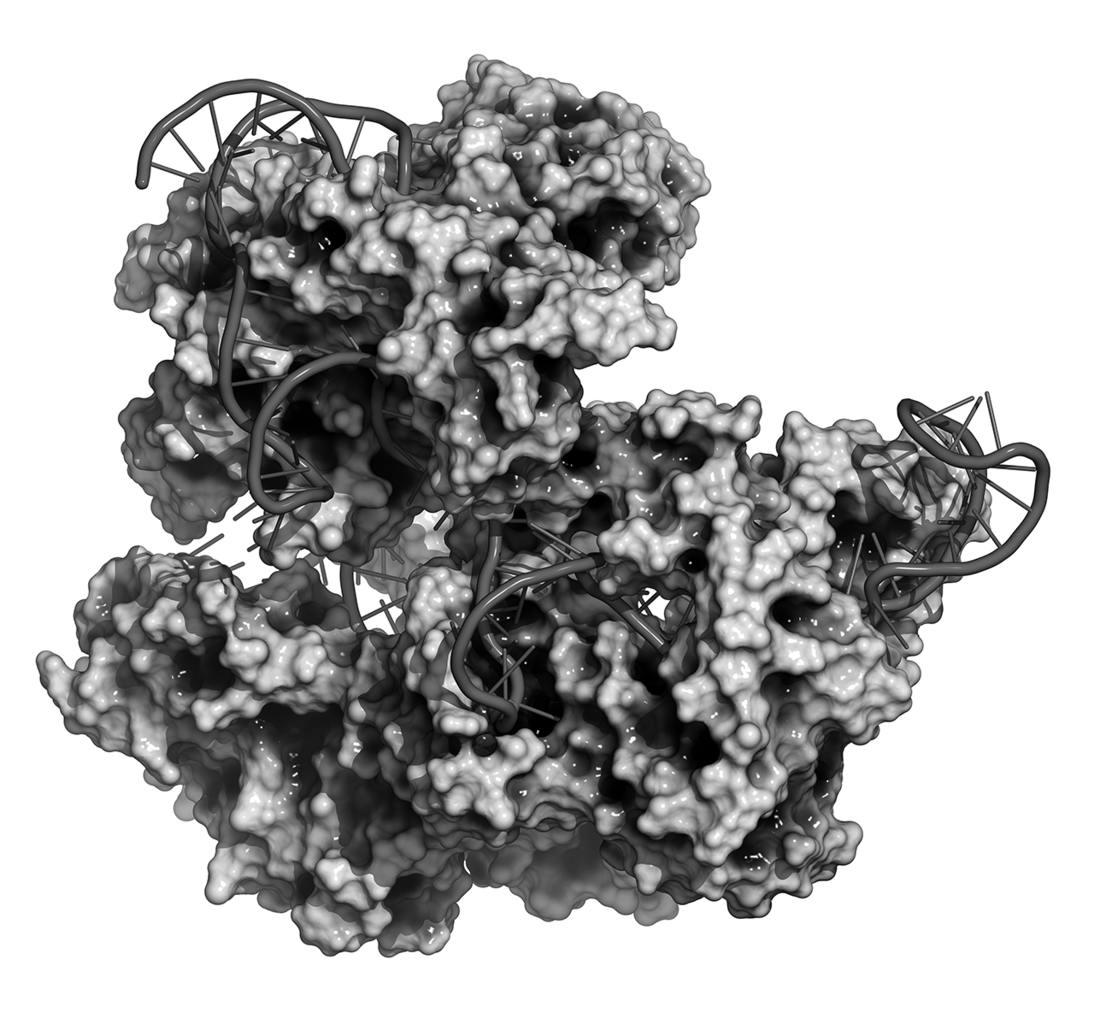 CRISPR-CAS9 GENE EDITING COMPLEX FROM STREPTOCOCCUS PYOGENES.