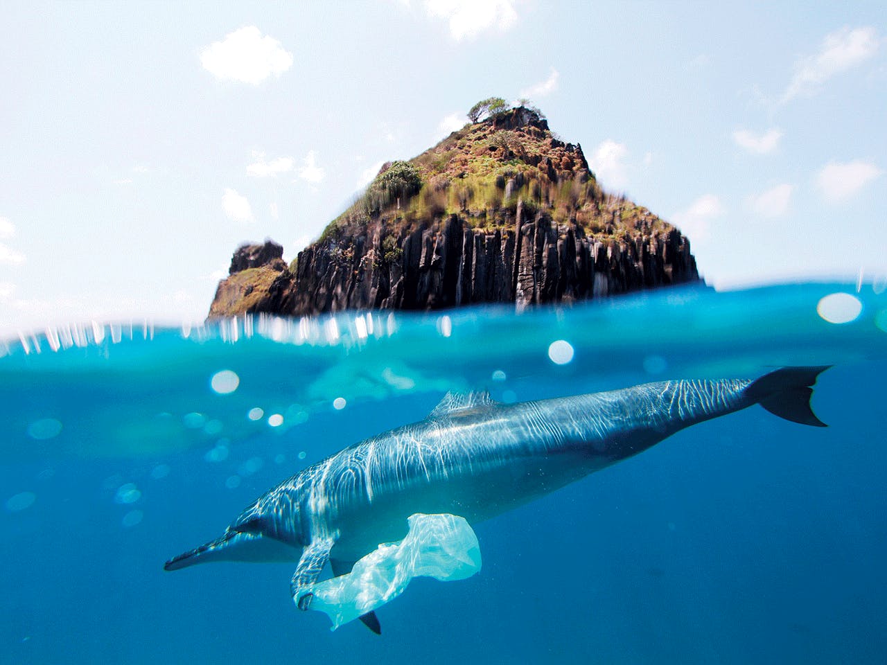 A DOLPHIN IS ENTANGLED WITH A PLASTIC BAG
OFF THE COAST OF BRAZIL.