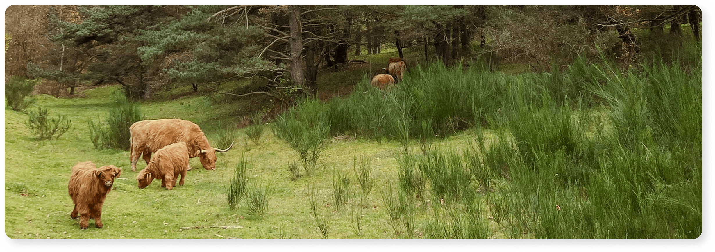 Nationalpark Mols Bjerge dyreliv 
