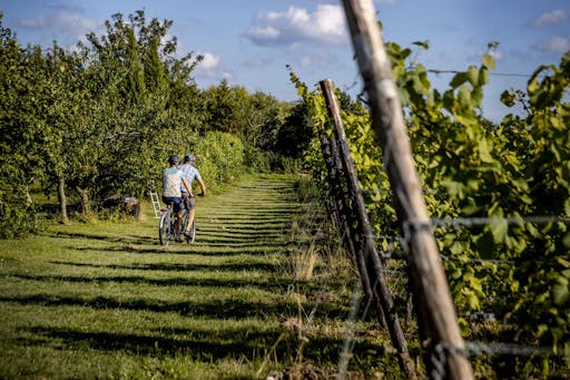 To personer sykler på tandemsykkel på en vingård
