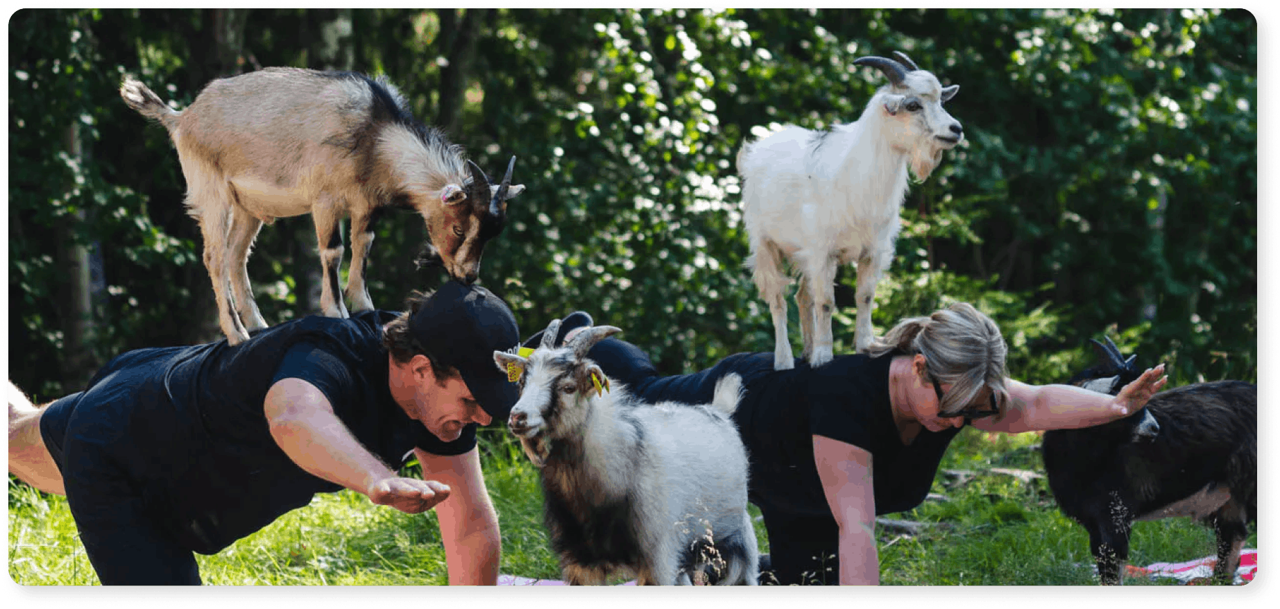 Yoga med med geder hos Glamping with goats