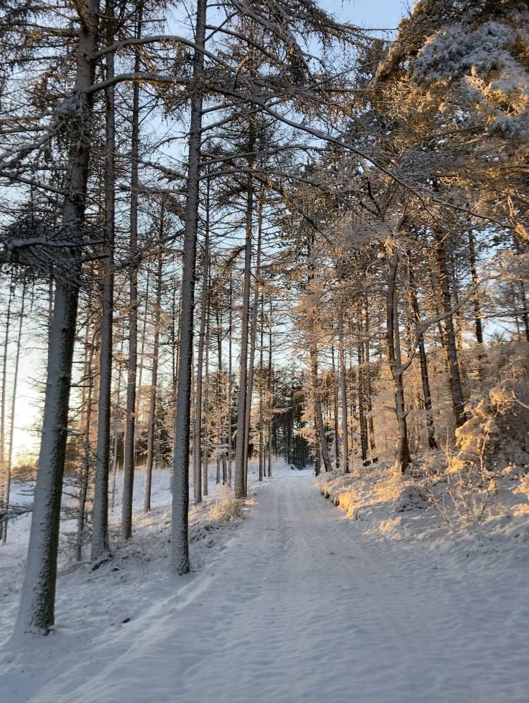 Vandreture i naturen