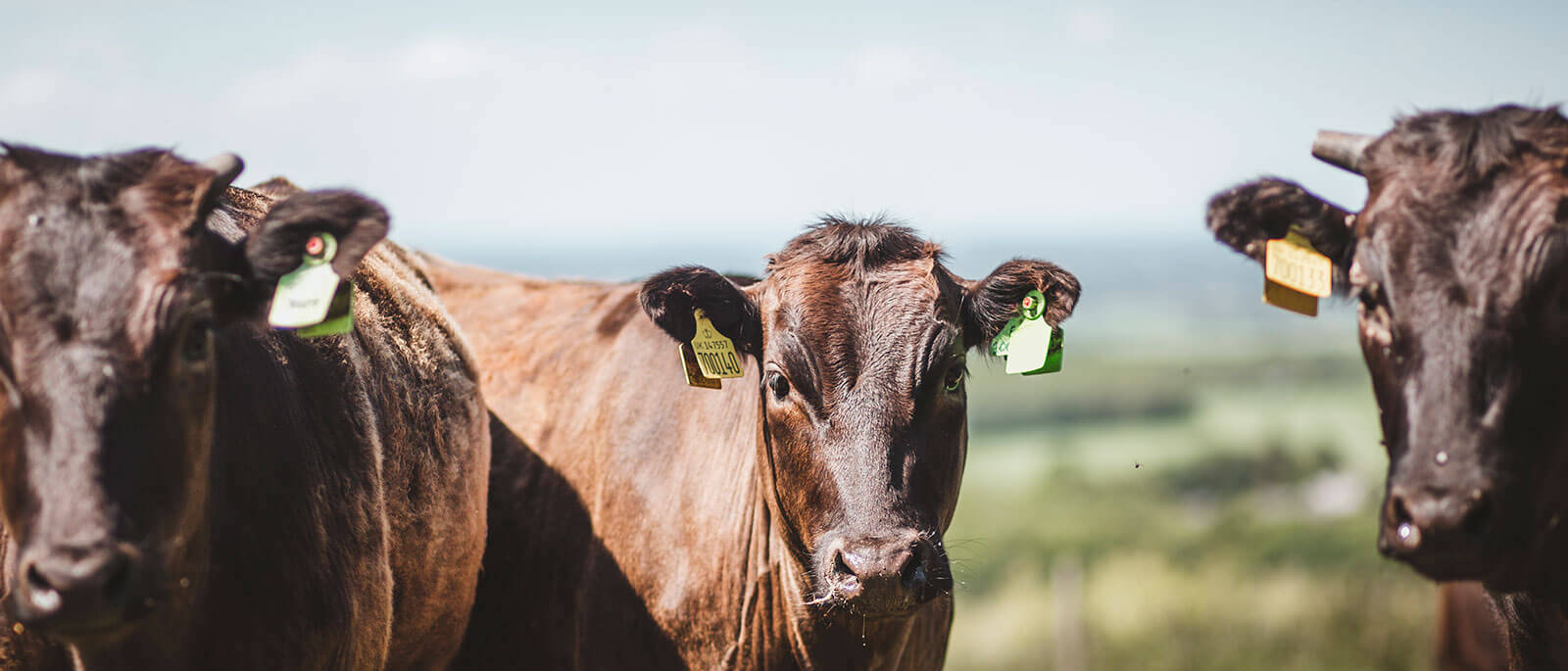 Oxbury Warrendale Wagyu Beef Scheme | Oxbury | The Agricultural Bank