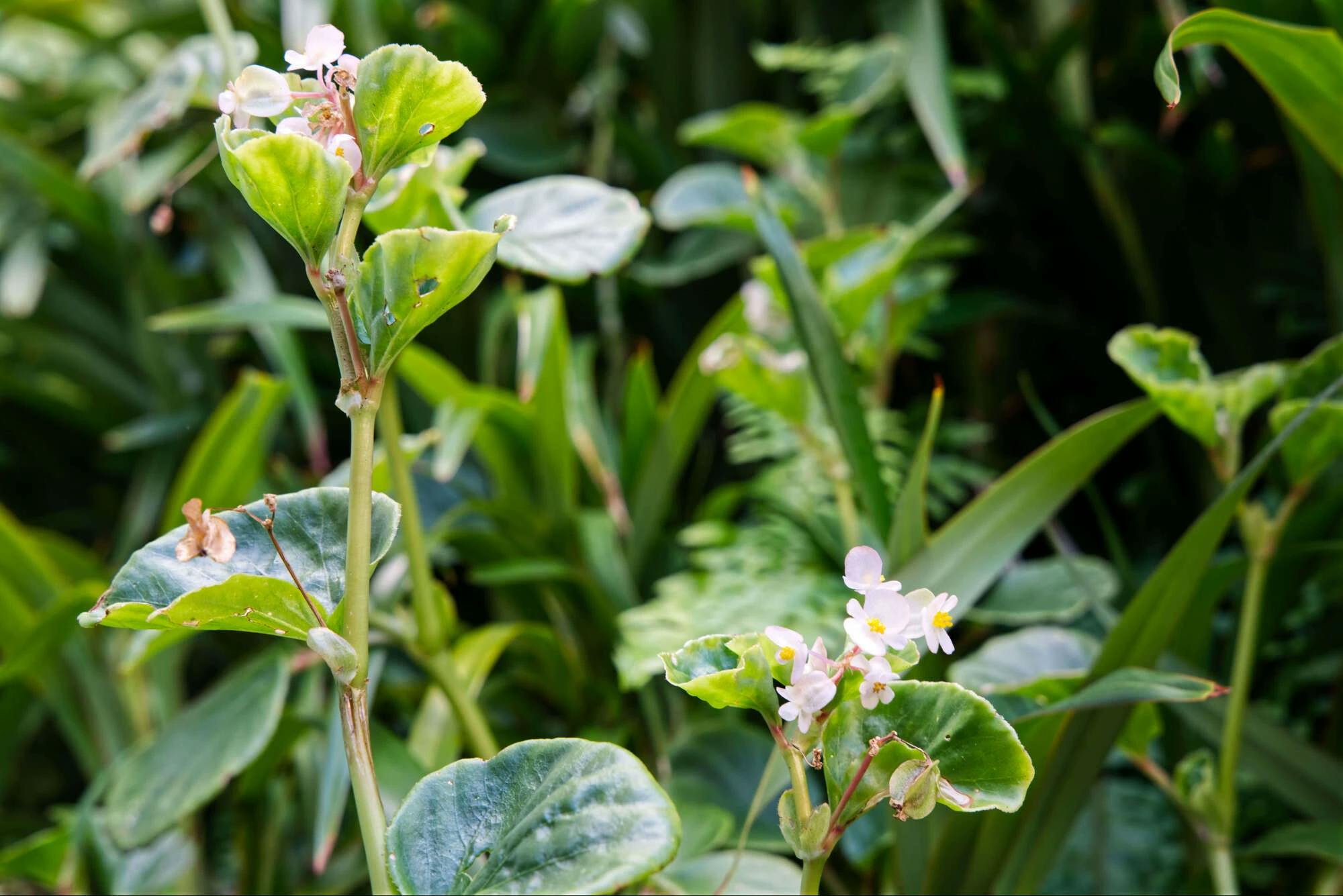 Un gros plan d'une plante de bergenia vibrante au premier plan, avec une végétation luxuriante et d'autres plantes légèrement floues en arrière-plan.