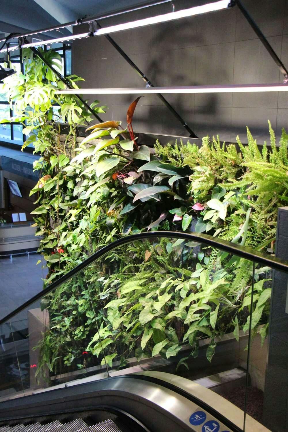 Vue d'en haut d'un escalator, avec un mur végétal intérieur illuminé visible sur le côté, en descendant.