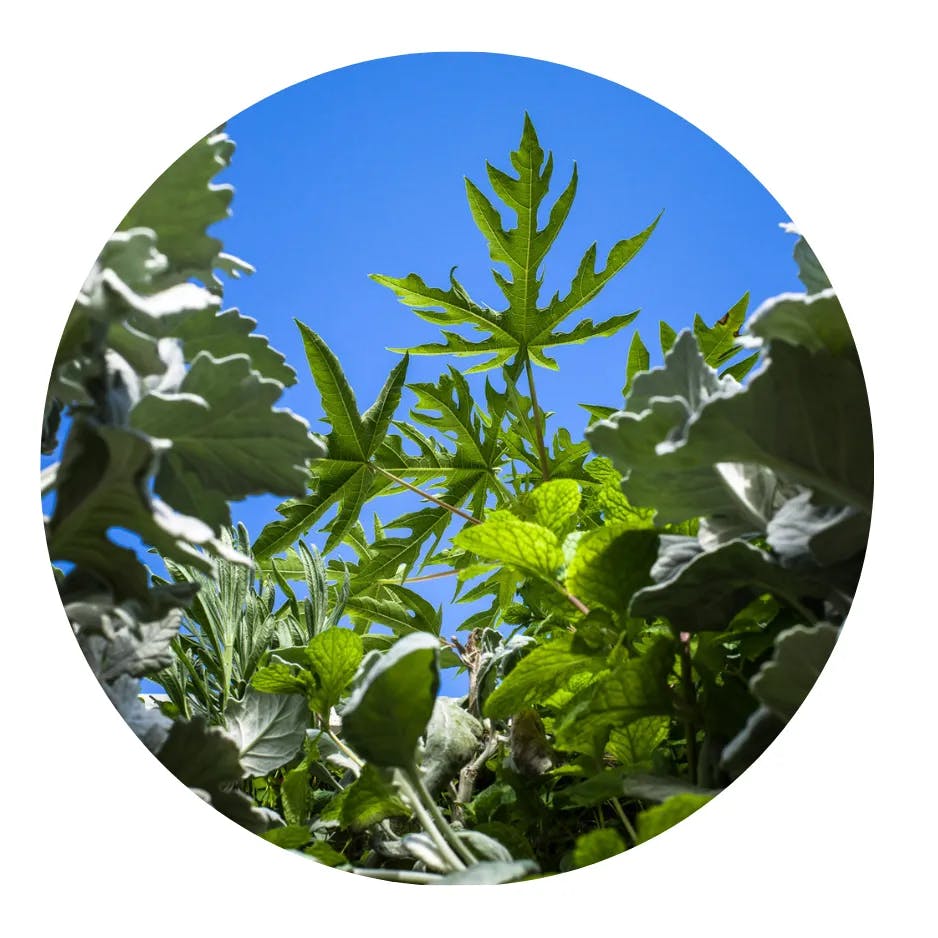 Vue en contre-plongée montrant trois variétés de plantes, avec une feuille de papayer à l'arrière et un ciel bleu clair en fond.