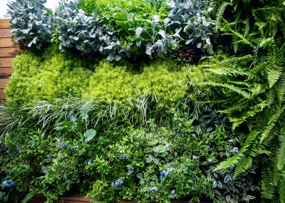 Un mur végétal dense, composé de nombreuses espèces de plantes tropicales aux feuilles vertes, variées et luxuriantes.