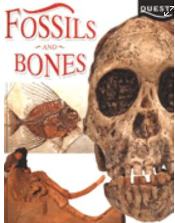 Fossils And Bones