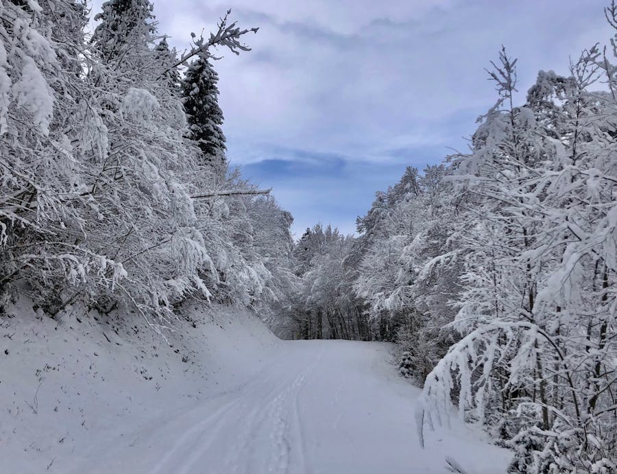 A winter landscape