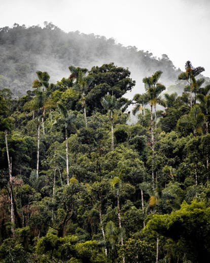 #ParaTodosVerem: fotografia de uma floresta tropical em que são observadas, no primeiro plano, diversas árvores.