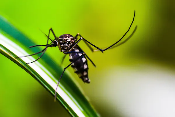 No centro da fotografia, há um mosquito, visto de perto, pousado sobre uma folha vegetal.