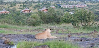 A lioness looking on at our tents in the backdrop