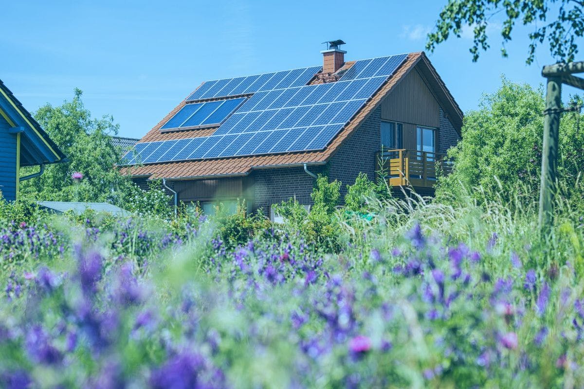 A home with solar panels behind some blooming wildflowers.