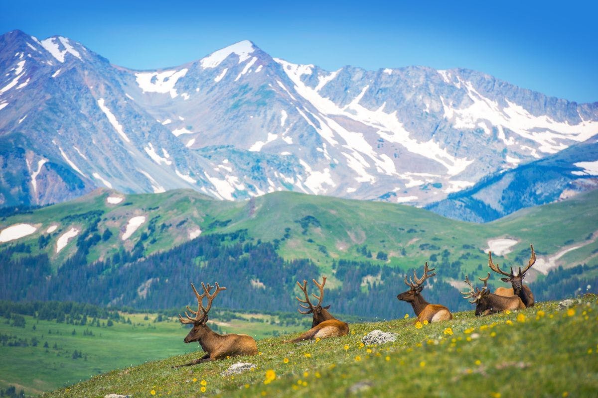 Elk in front of the Rocky Mountains.